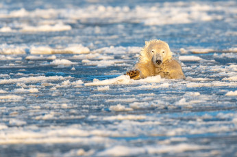 Картинка животные медведи северный полюс