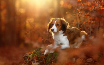 Картинка животные собаки лес осень собака