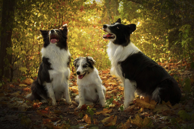 Обои картинки фото животные, собаки, листья, взгляд, язык, лес