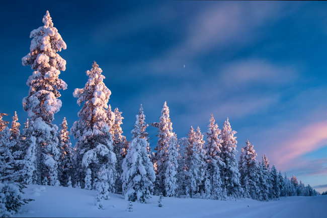 Обои картинки фото природа, зима, дорога, лес, небо, снег, деревья, ели, финляндия, finland, lapland, лапландия