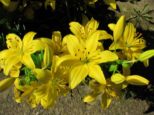 Картинка цветы лилии +лилейники желтые куст