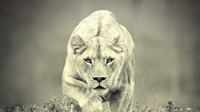 Обои картинки фото животные, львы, predator, хищник, lion, львица, черно, белое