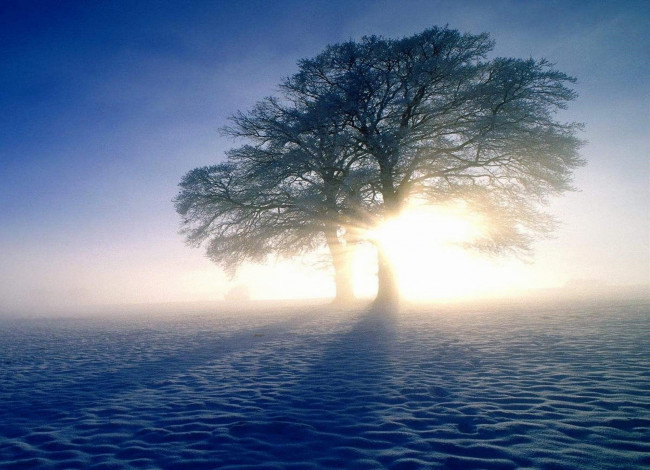 Обои картинки фото природа, деревья, дерево, снег, туман