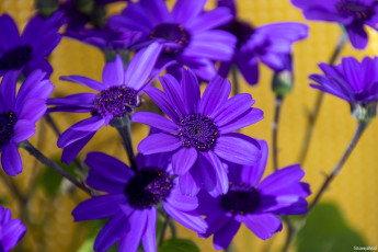 Картинка цветы цинерария фиолетовые