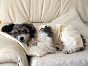 Картинка животные собаки диван подушки одежда шерсть