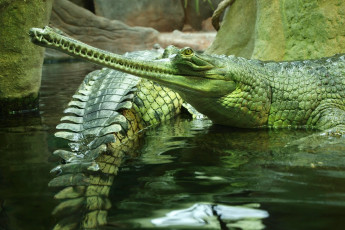 Картинка животные крокодилы пражский зоопарк