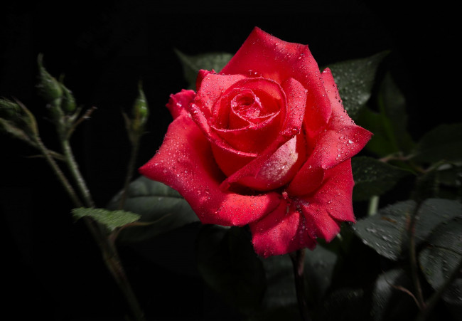 Обои картинки фото цветы, розы, красный, капли