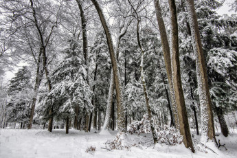Картинка природа лес снег елки деревья зима