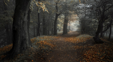 обоя природа, дороги, лес, дорога, осень