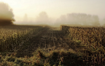 Картинка природа поля утро кукуруза туман деревья трава поле