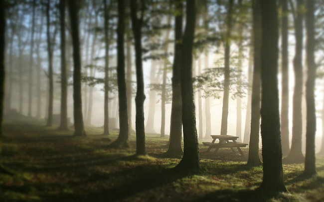 Обои картинки фото природа, лес, стол, туман, деревья, утро