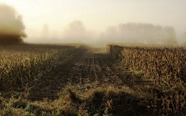 Обои картинки фото природа, поля, утро, кукуруза, туман, деревья, трава, поле