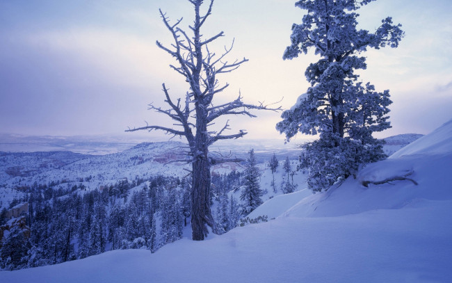 Обои картинки фото природа, зима, горы, деревья, снег, склон