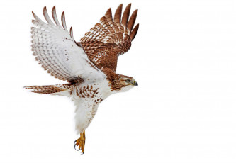 Картинка животные птицы+-+хищники летит крылья птица хищник сокол