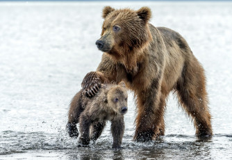 Картинка животные медведи медведица капли медведь вода мокрые медвежонок