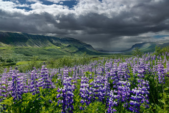 обоя цветы, люпин, лето, небо, долина, исландия, горы, тучи, облака, люпины