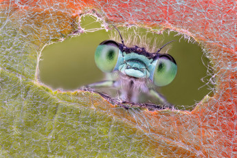 Картинка животные стрекозы макро лист глаза стрекоза