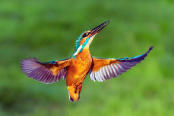 Картинка животные зимородки kingfisher крылья птица зимородок капли