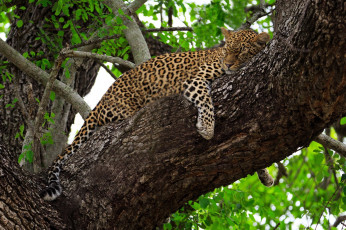 Картинка животные леопарды дерево листва хищник лежит сон отдых