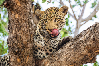 Картинка животные леопарды кошка морда язык облизывается