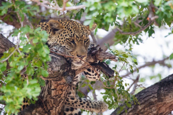 Картинка животные леопарды морда дерево листва задумчивый отдых лежит