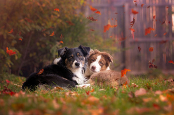 Картинка животные собаки осень природа