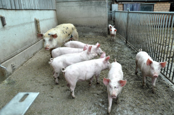Картинка животные свиньи +кабаны свинки