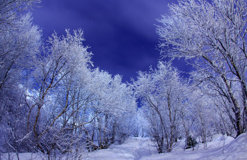 Картинка природа зима деревья ночь холод иней снег мороз