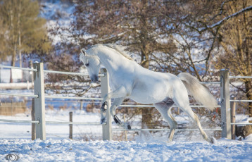 Картинка автор +oliverseitz животные лошади конь белый движение скачок профиль мощь грация красота резвый игривый загон зима снег