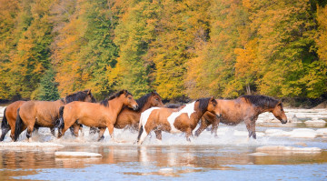 Картинка животные лошади кони табун река брызги осень