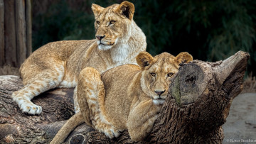 Картинка животные львы детёныши парочка