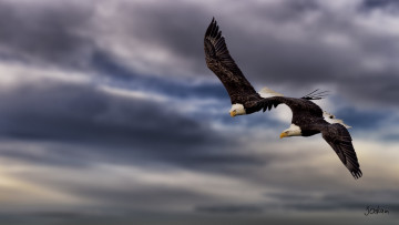 Картинка животные птицы+-+хищники орланы пара двое полёт высота небо