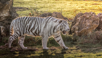 Картинка животные тигры белый хищник мощь полоски свет трава