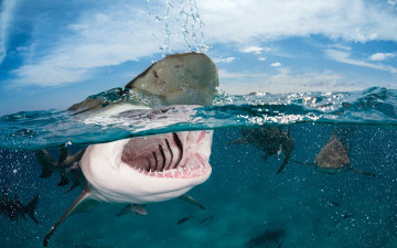 Картинка животные акулы море акула пасть рыбы