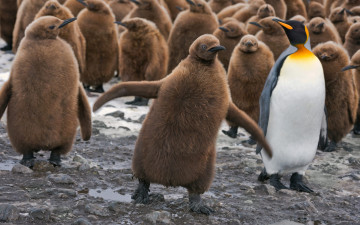 Картинка животные пингвины птенцы птицы