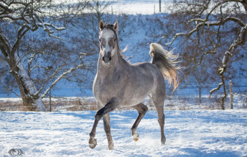 Картинка автор +oliverseitz животные лошади конь серый бег движение грация загон зима снег