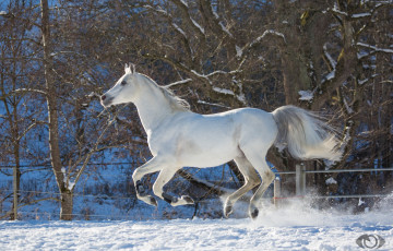 Картинка автор +oliverseitz животные лошади конь белый галоп бег движение грация мощь зима снег загон