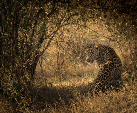 Обои картинки фото животные, леопарды, африка, кошка, хищник, сидит, тень, свет, окрас, пятна, кустарник, заросли, смотрит