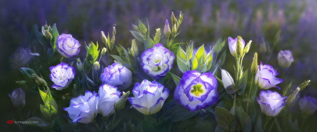 Обои картинки фото цветы, розы, by, duongquocdinh, красивые