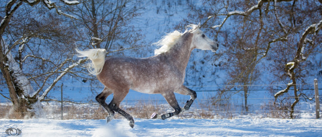 Обои картинки фото автор,  oliverseitz, животные, лошади, конь, серый, бег, галоп, движение, грация, мощь, скорость, грива, резвый, зима, снег, загон