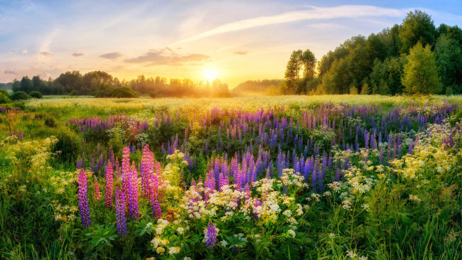 Обои картинки фото цветы, луговые , полевые,  цветы, деревья, солнце, россия, луга, утро, люпины, лето