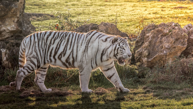 Обои картинки фото животные, тигры, белый, хищник, мощь, полоски, свет, трава