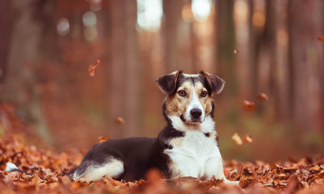 Обои картинки фото животные, собаки, друг, собака, осень, взгляд