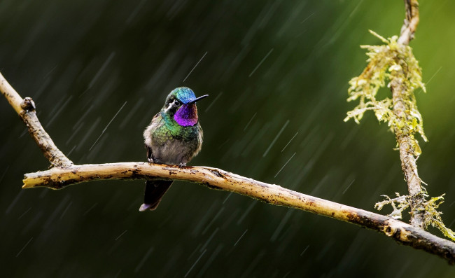 Обои картинки фото животные, колибри, птица, ветка, дождь