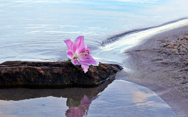 Обои картинки фото цветы, лилии,  лилейники, камень, вода