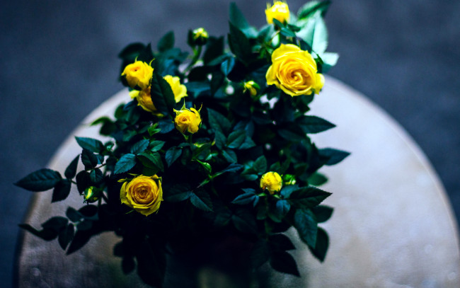 Обои картинки фото цветы, розы, бутоны, желтые