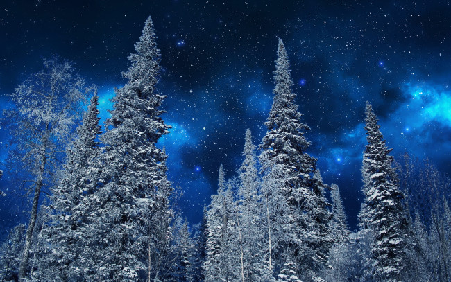 Обои картинки фото природа, лес, звёзды, небо, ели, ночь, снег, иней, зима