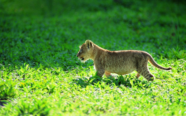 Обои картинки фото животные, львы, трава, львенок, детеныш, котенок