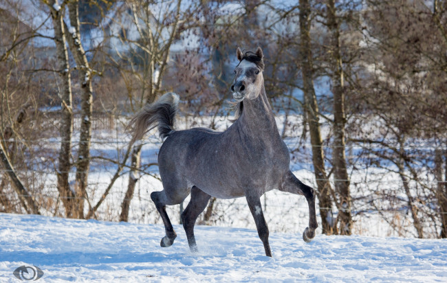 Обои картинки фото автор,  oliverseitz, животные, лошади, конь, серый, бег, движение, позирует, грация, красота, мощь, зима, снег, загон