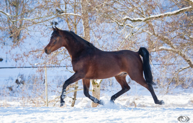 Обои картинки фото автор,  oliverseitz, животные, лошади, конь, гнедой, рысь, бег, движение, мощь, сила, грация, зима, снег, загон